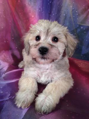 California Schnoodle Breeders Who buy Schnoodle Puppies at Purebredpups will receive shipping for only $150.
